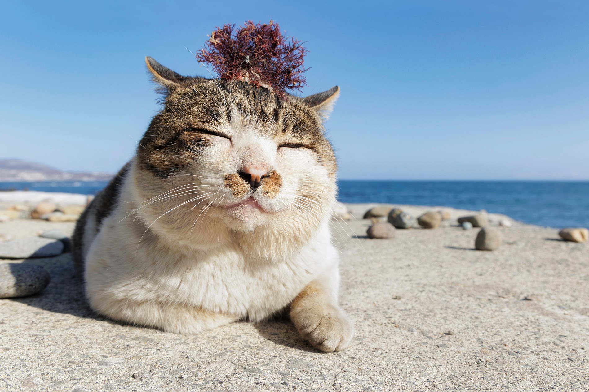 路地裏の絶対王者は今どこへ？ 2026年都市生態系で変容する「ボス 猫」のリアルと知られざる生存戦略