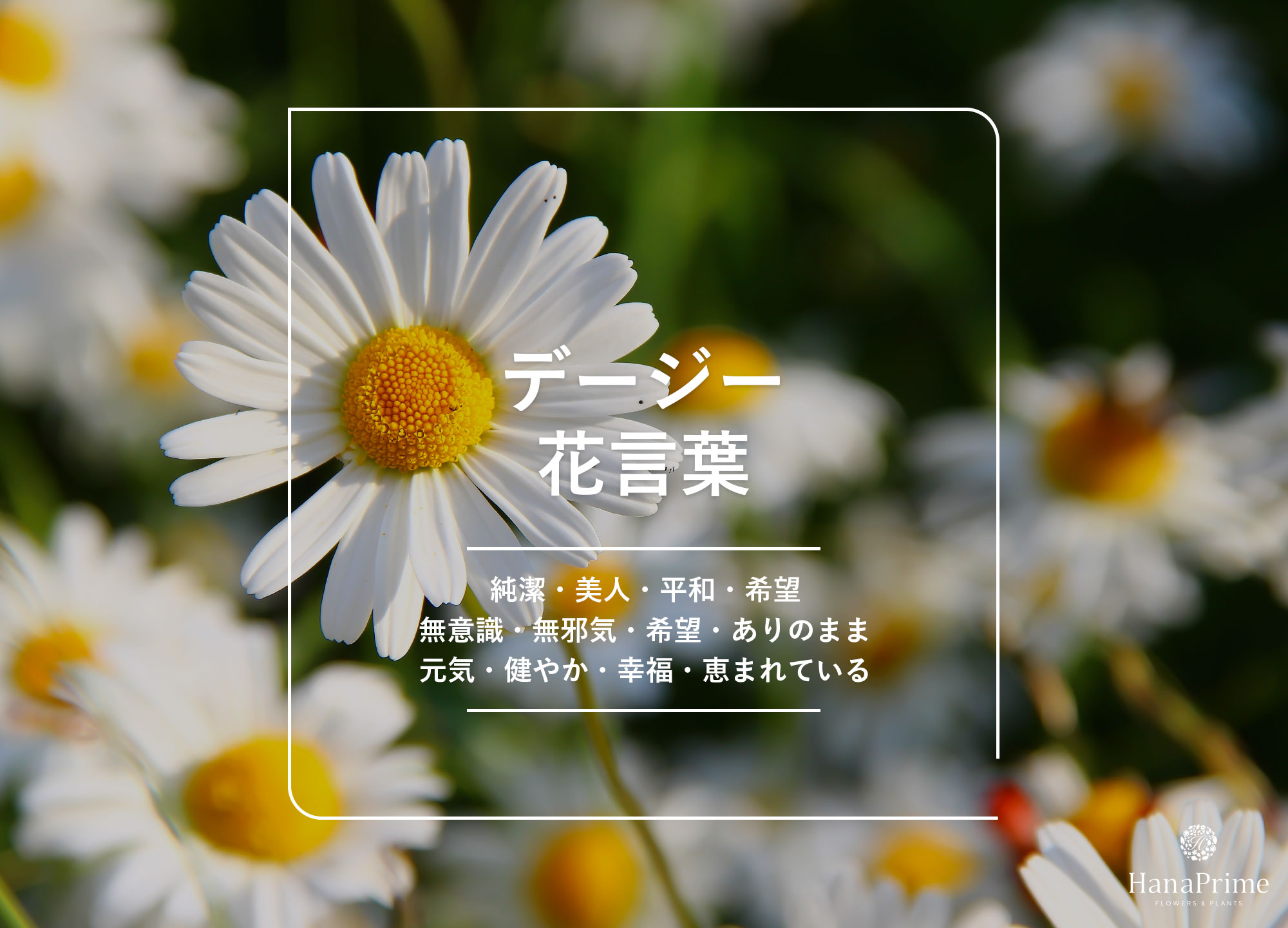 デイジーの花言葉に怖い意味はある？色別の象徴と贈る際の注意点【2026】