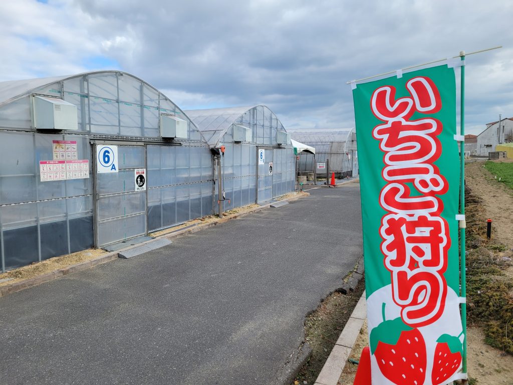 岡山いちご狩り2026最新比較！食べ放題や穴場農園と予約の真相