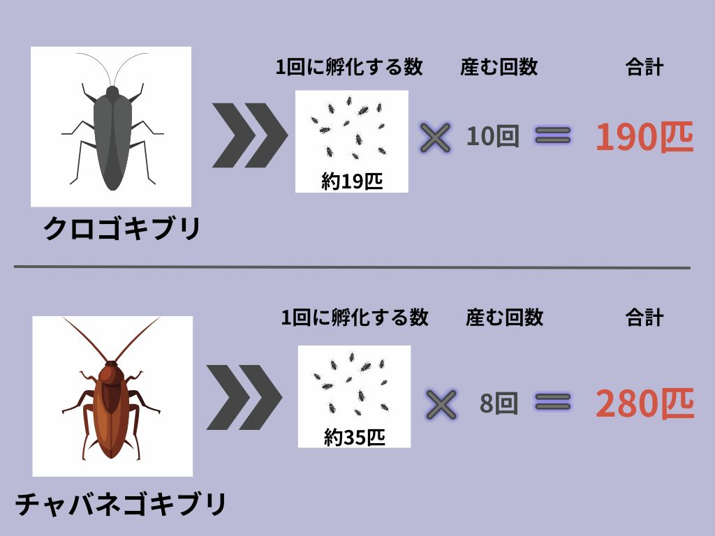 ゴキブリの卵を見つけたら？潰すのが絶対Ngな理由と完全駆除法