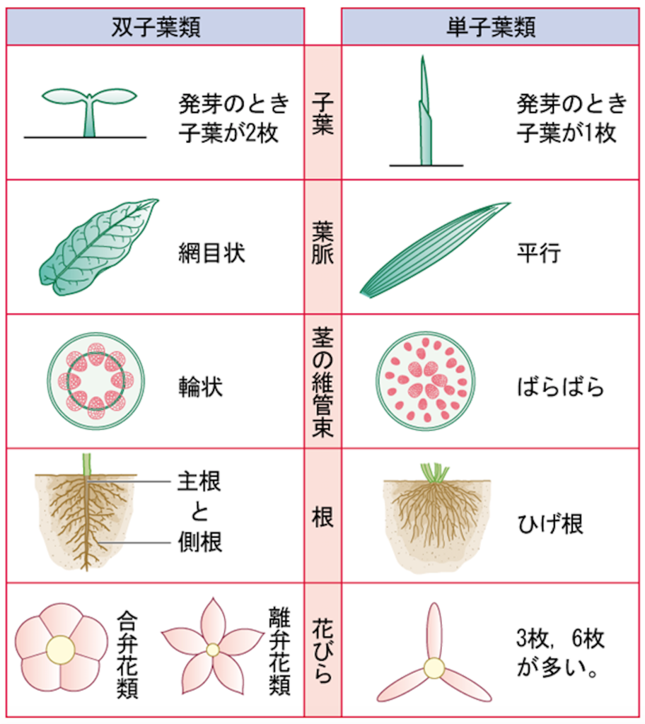 単子葉類と双子葉類の違いを完全網羅！一瞬で覚える語呂合わせと見分け方