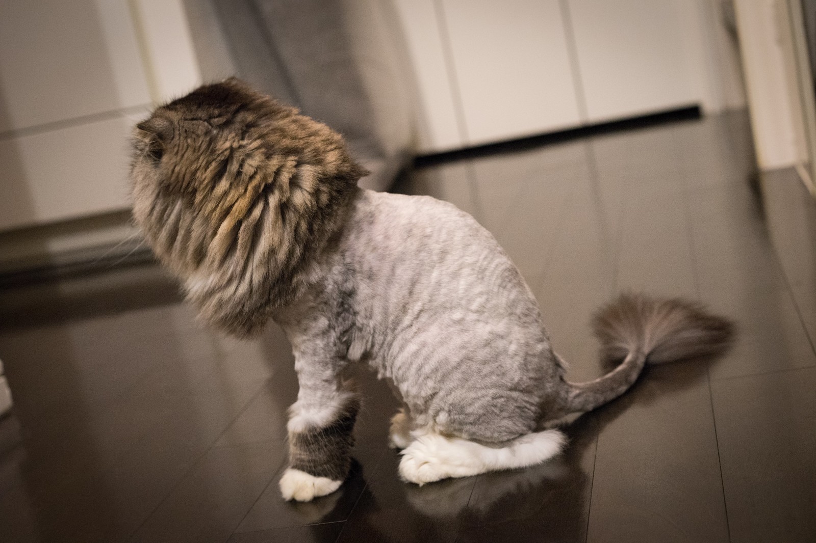 猫のライオンカットで後悔？失敗の危険性と料金相場を獣医師目線で検証