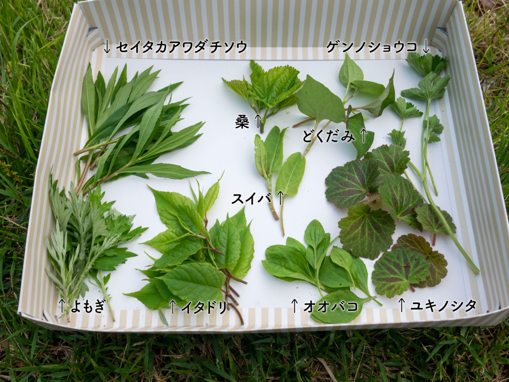 道端の雑草、その9割は食べられる——。2026年現在、食費高騰と健康志向の高まりを背景に「食べられる雑草」への関心がかつてない水準で高まっている。植物ノートの調査によれば、日本国内には約350種類もの食べられる野草が存在するとされ、スーパーで買えば数百円する野菜の栄養素を、文字通り「足元」から無料で得られる時代が来ている。