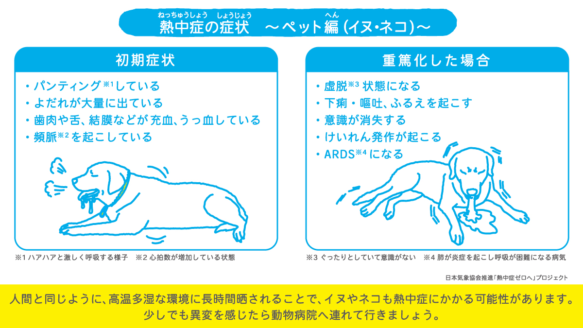 犬の熱中症の初期症状と見分け方！命を救う応急処置と予防策2026