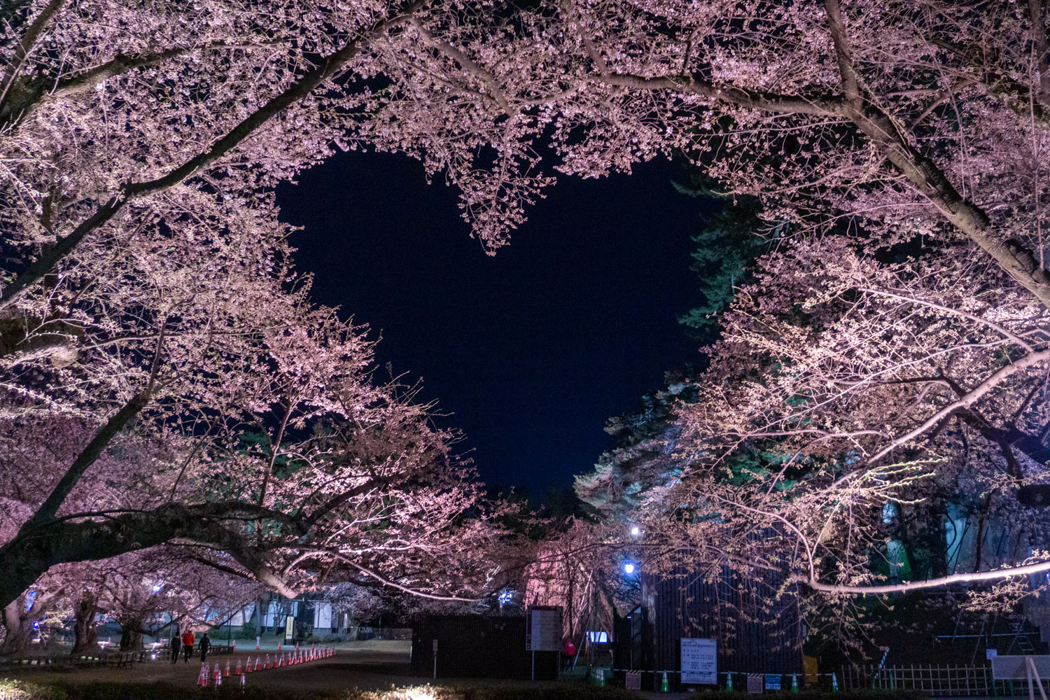 弘前公園の桜2026見頃ピークと花筏！夜桜や混雑回避ルート徹底解説