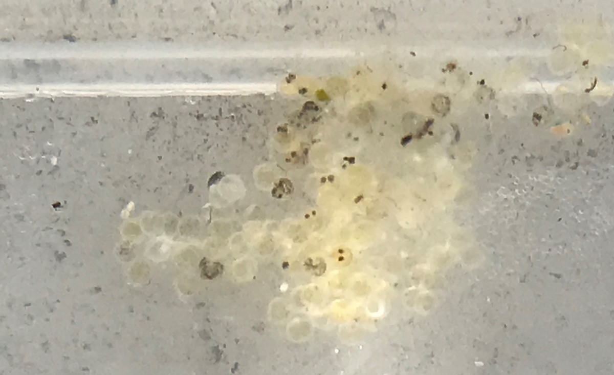メダカの卵を確実に孵化させる秘訣｜積算温度と失敗防ぐ水管理【2026】