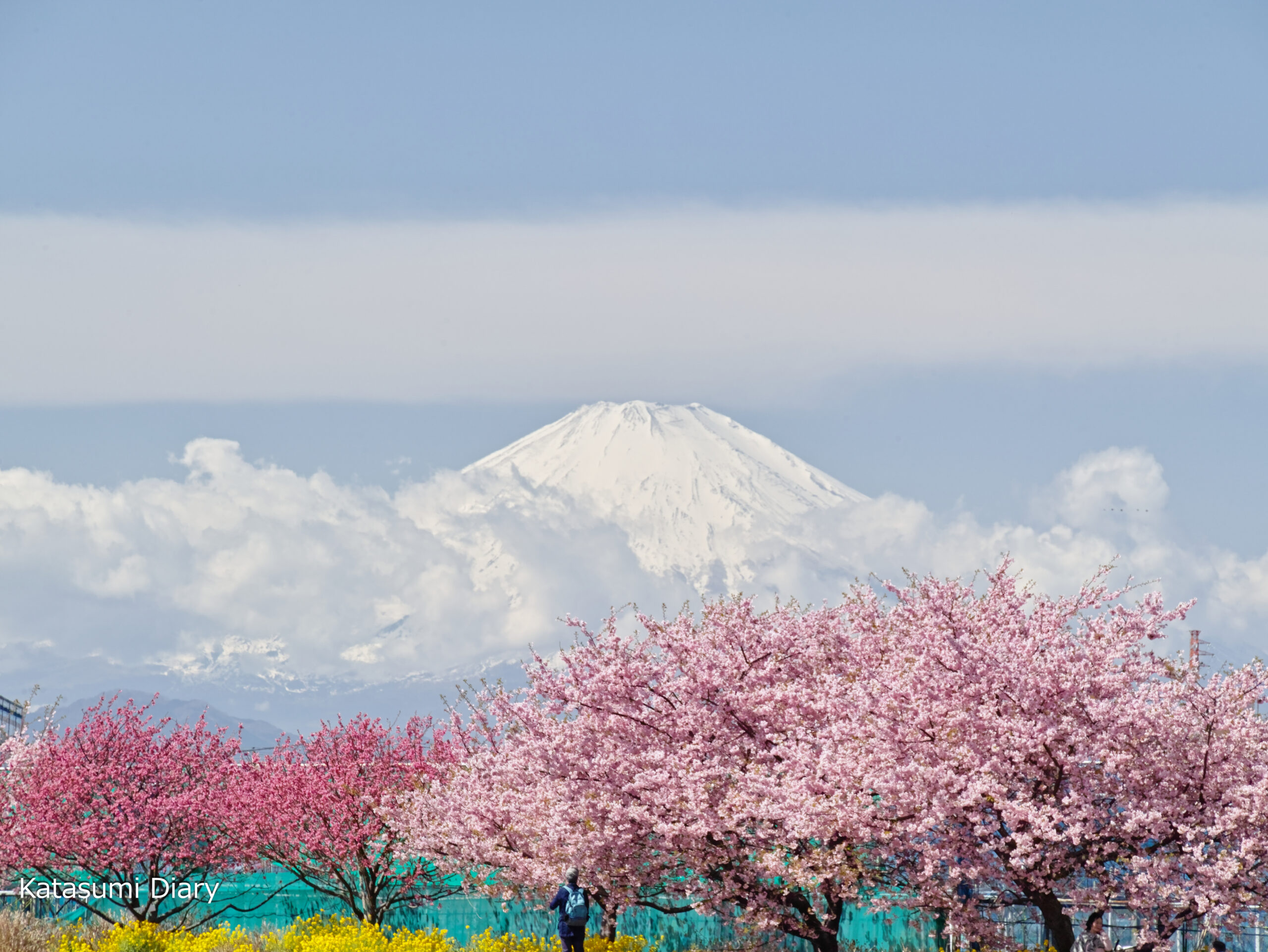 小出川の河津桜2026！見頃と開花状況・駐車場＆富士山の穴場解説