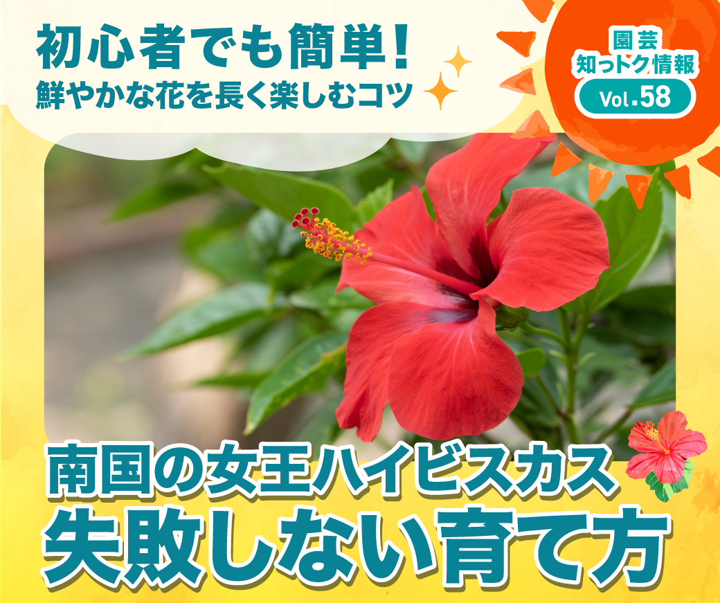 ハイビスカスの育て方決定版！蕾が落ちる原因と冬越しのコツ