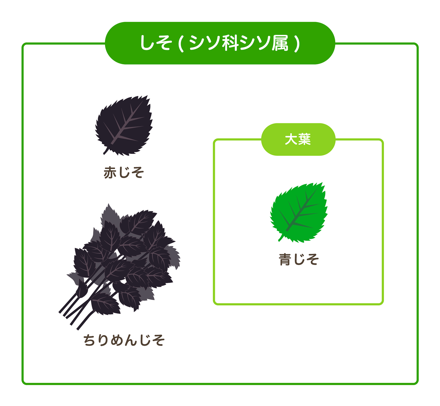 大葉と青じその違いとは？同一植物なのに名前が分かれた真相と活用術