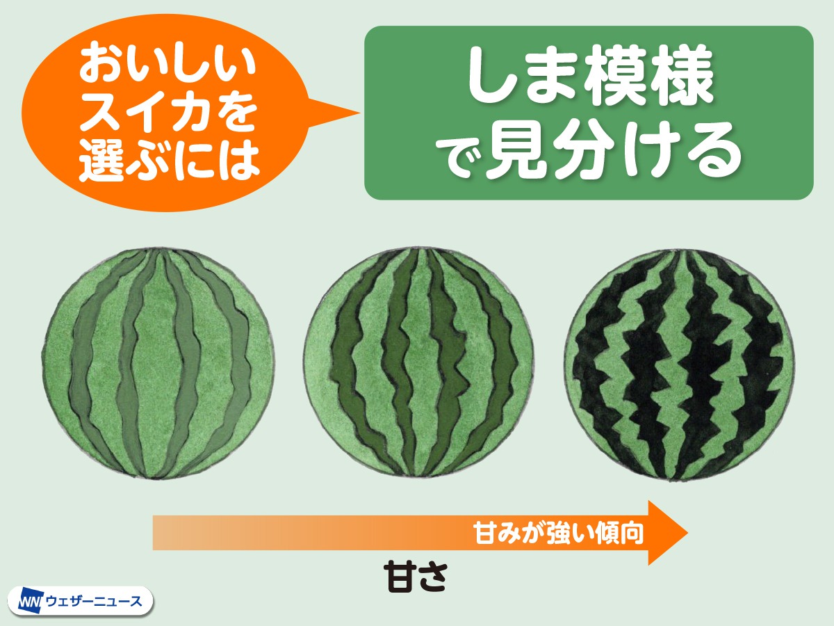 プロ直伝！美味しいスイカの見分け方｜叩く音の真相と失敗しない選び方