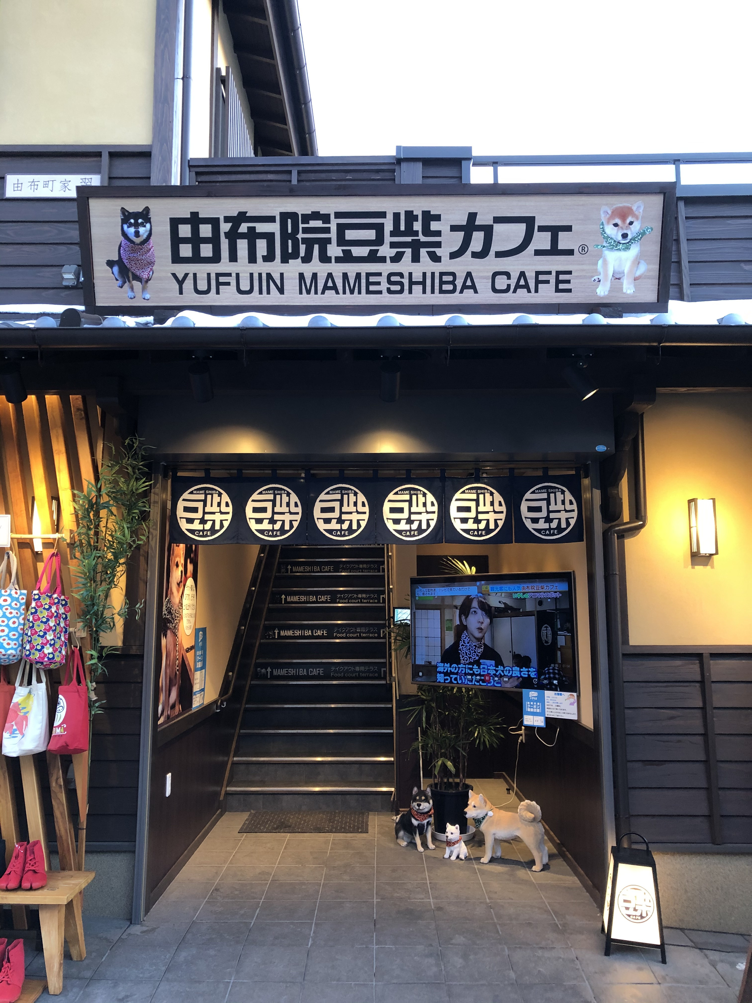 湯布院の豆柴カフェ潜入取材！当日券の罠と後悔しない混雑回避術
