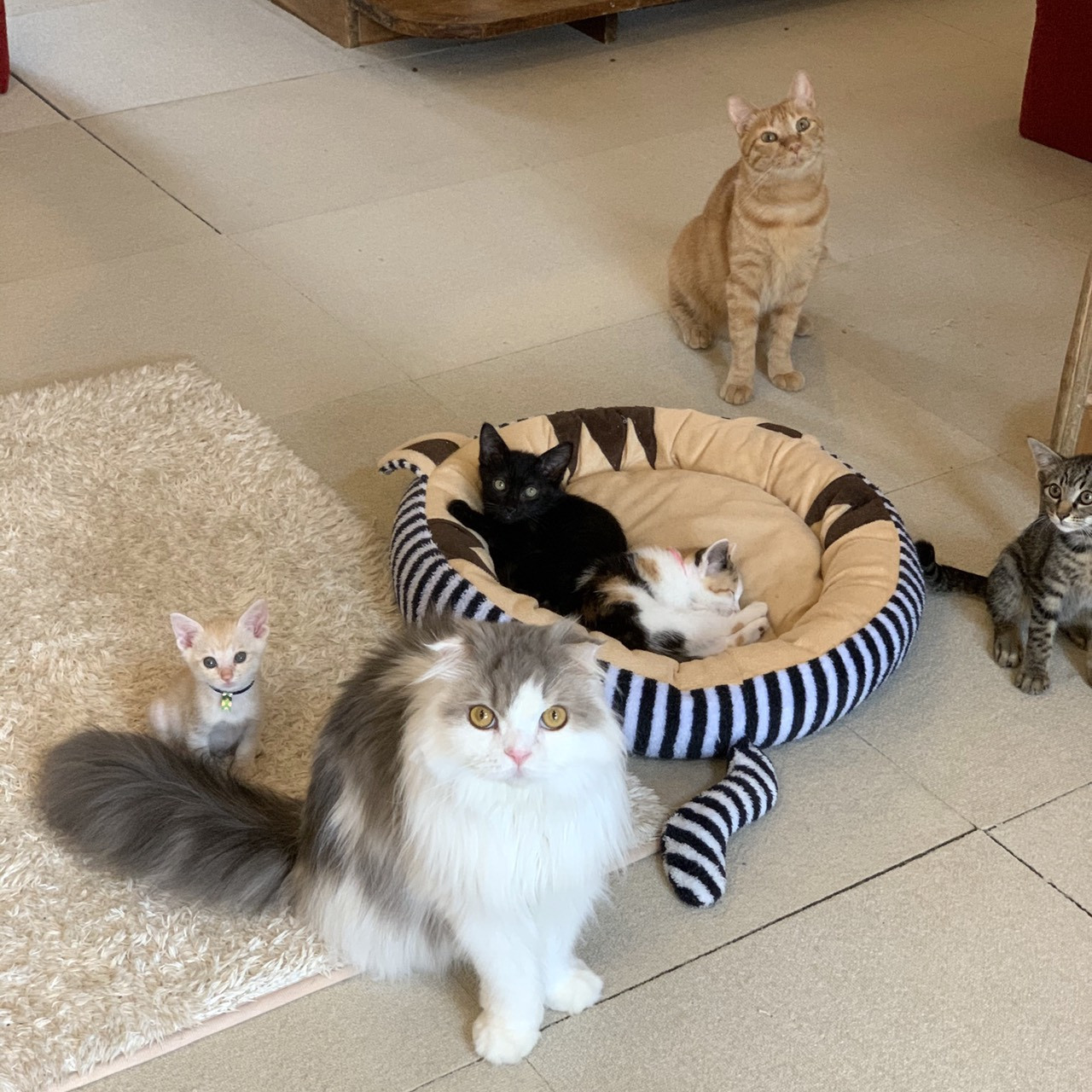 こねこカフェサンクチュアリの評判は？料金や譲渡条件・混雑を徹底検証