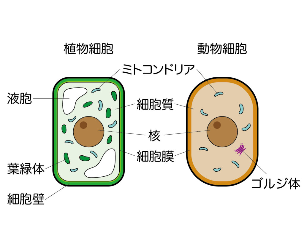 動物の細胞と植物の細胞、見逃せない決定的な5つの違いとは？