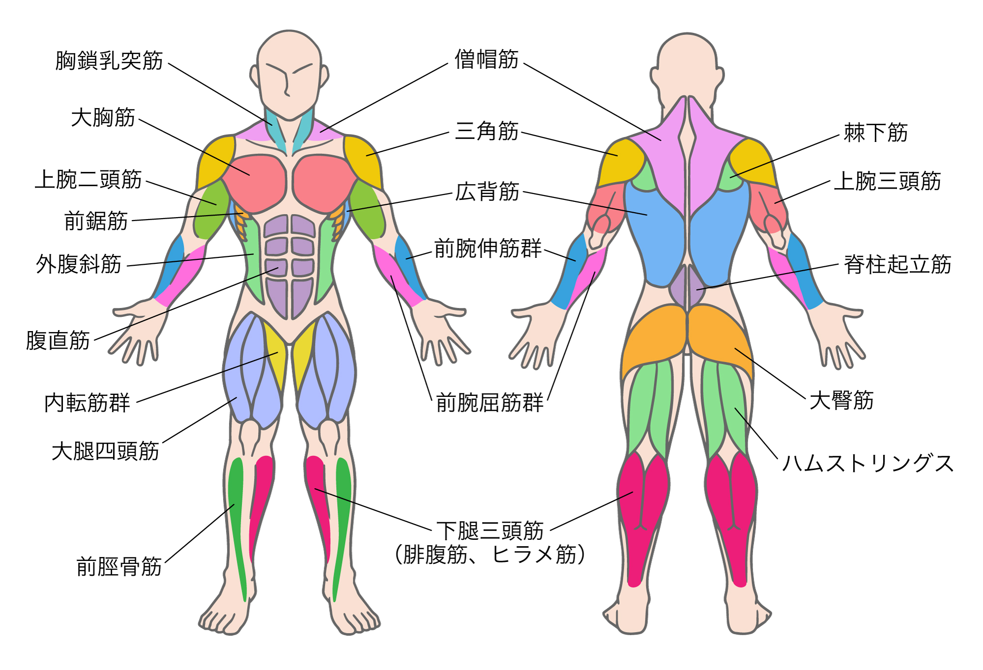 【プロフィール】 筋肉 つき やすい 人 徹底解説＆真相まとめ #851