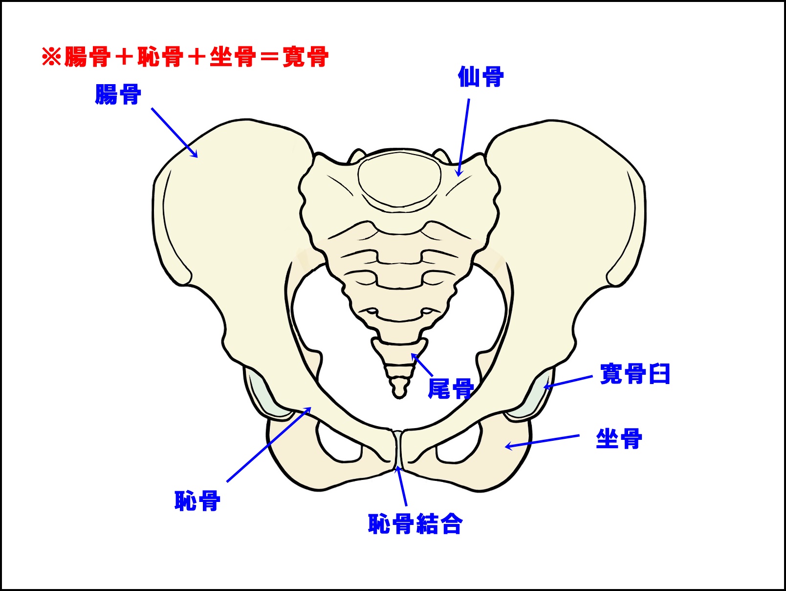 【2026年激震】サロン不要の腰痛ケア？「骨盤 職人」にハマる人が急増する衝撃の理由