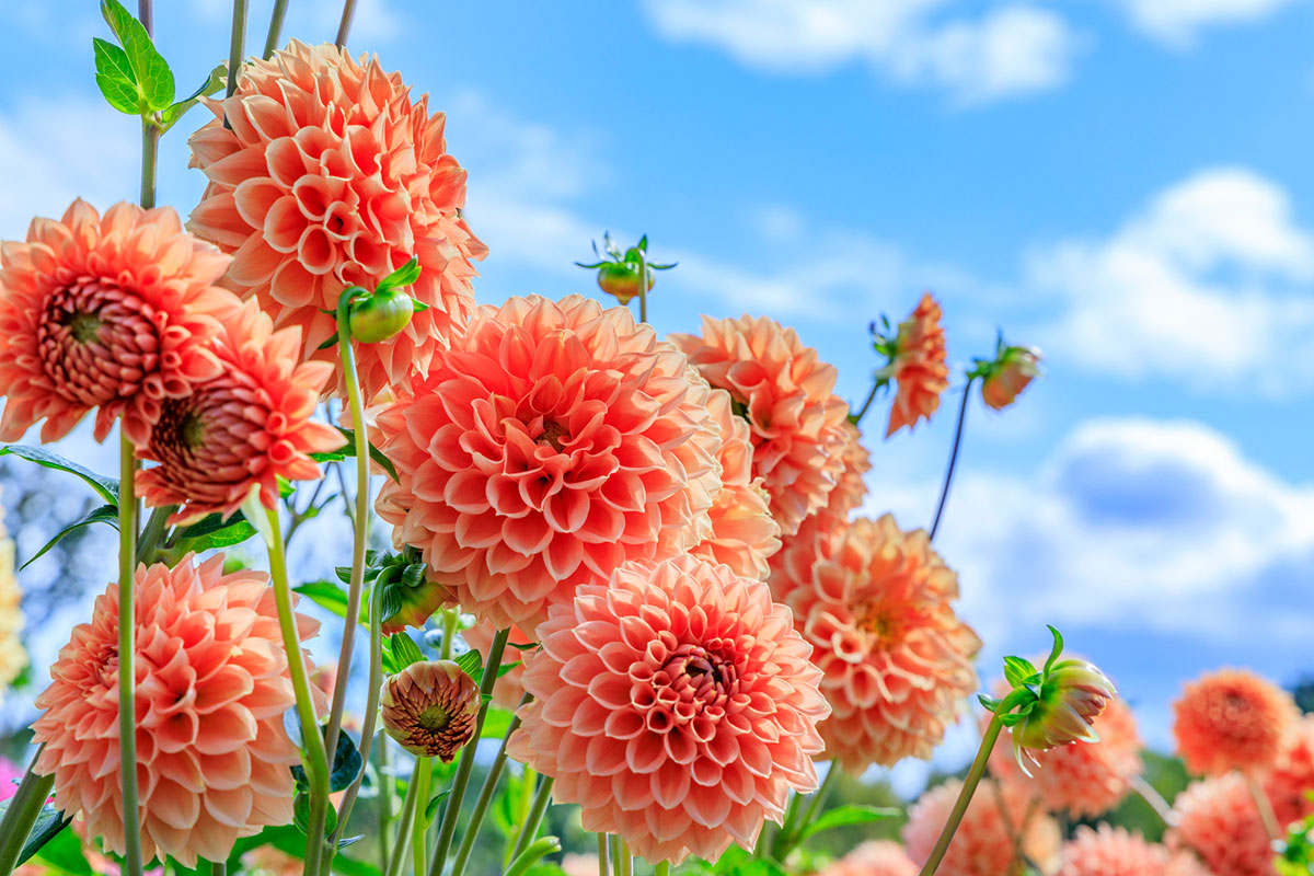 【2026最新】秋の花完全ガイド｜見頃・花言葉と失敗しない育て方
