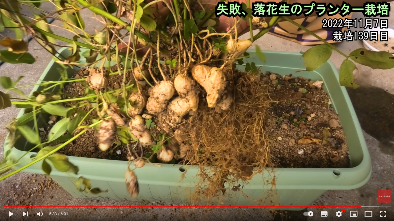 落花生栽培で失敗する原因を徹底追究！実が入らない・スカスカの防ぎ方