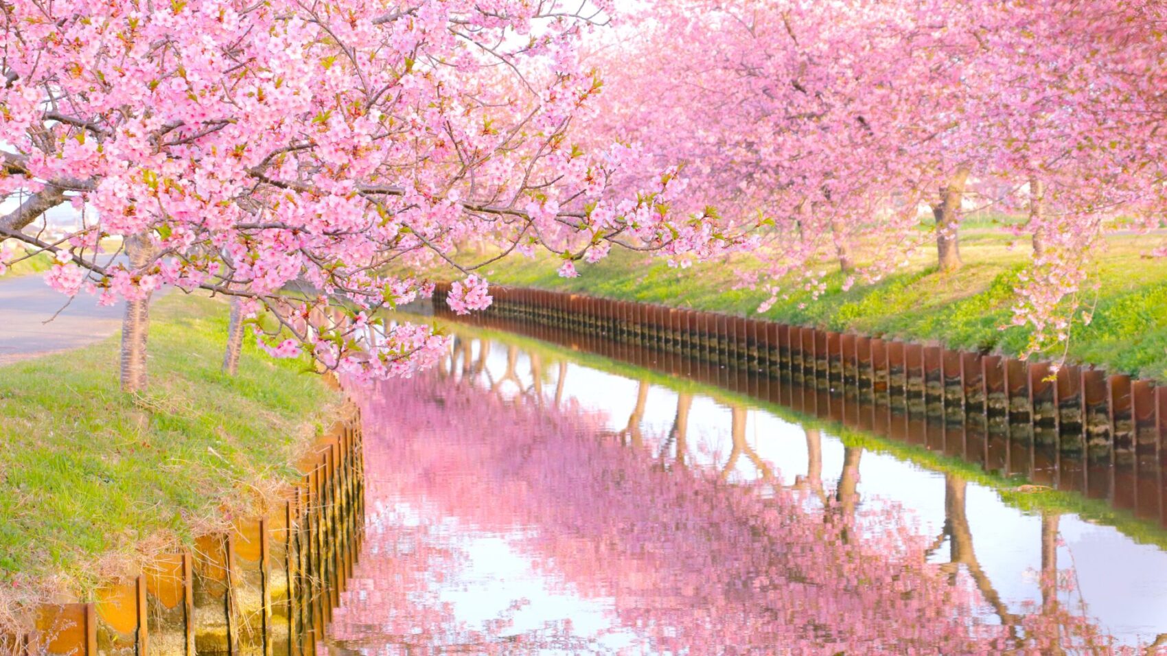 【2026最新】愛知の河津桜名所＆穴場7選！見頃や開花状況を徹底解説