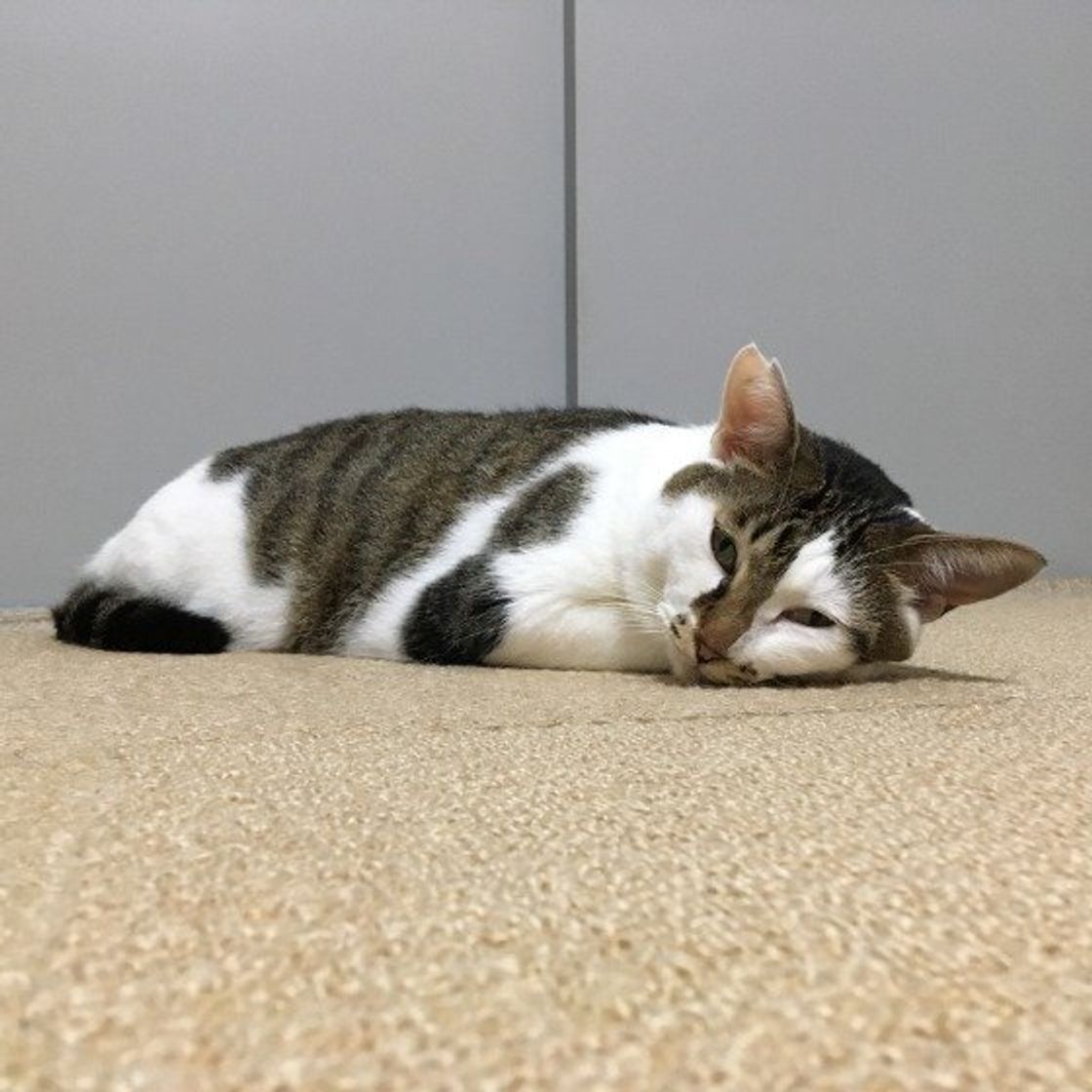 ふて寝とは？怒りで眠る心理メカニズムと逆効果を防ぐ正しい対処法