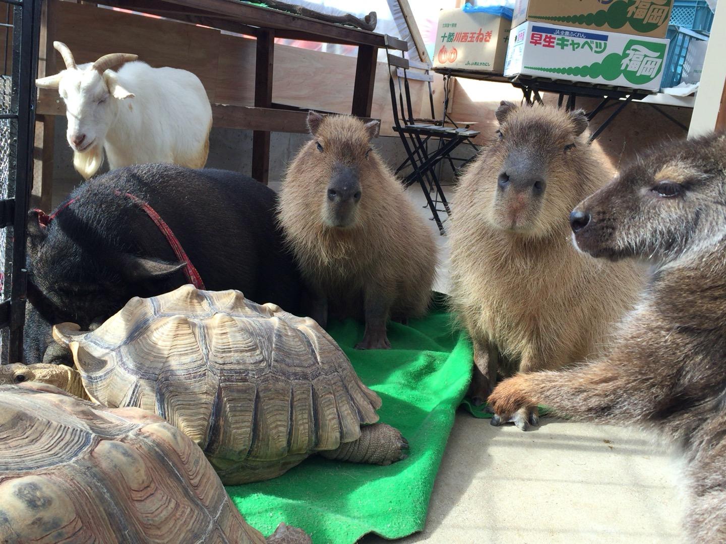 トリアスふれあい動物園徹底解剖｜料金混雑とカピバラ至近体験