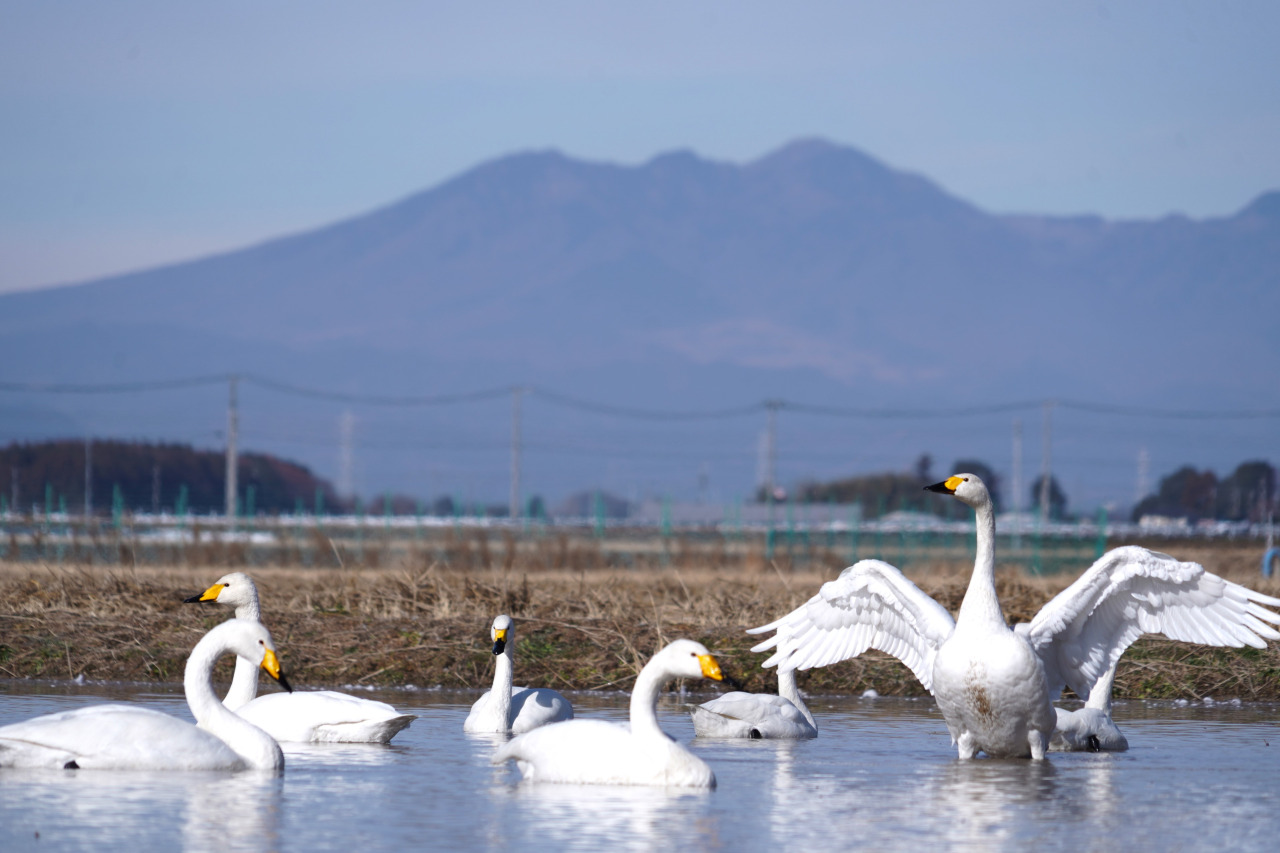 全国の白鳥飛来地ガイド2026！見頃時期と絶景スポットを徹底解説