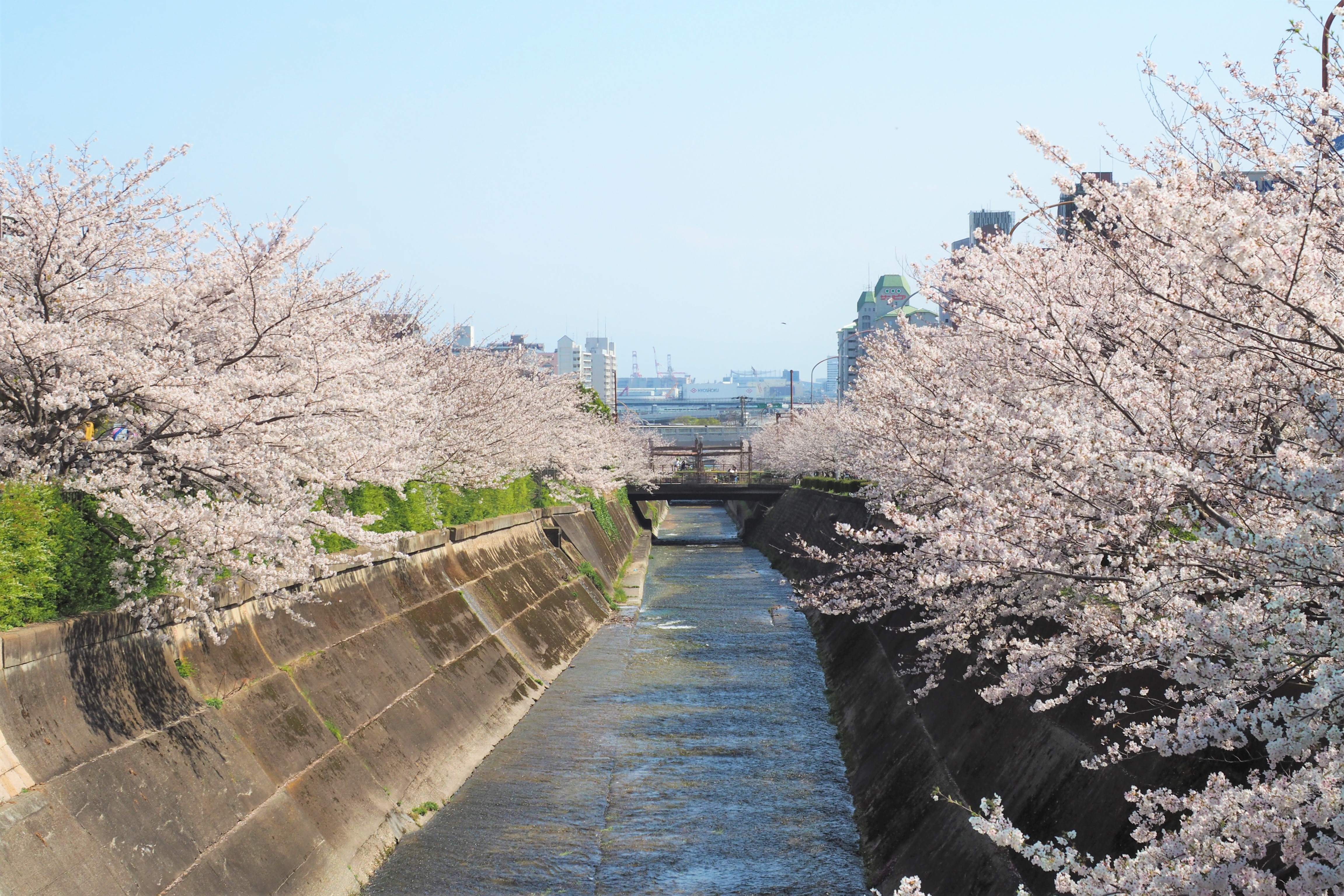 神戸・生田川の桜は見頃に激変？穴場と夜桜ライトアップ徹底解説