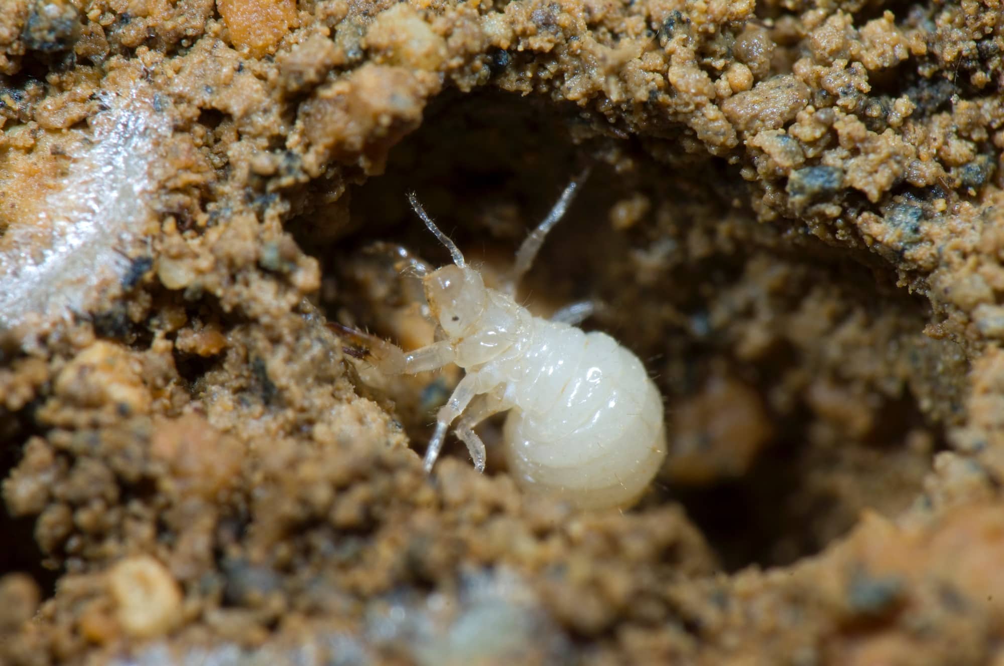 土の中で数年…セミの幼虫が秘める驚愕の生態と羽化の感動ドラマ