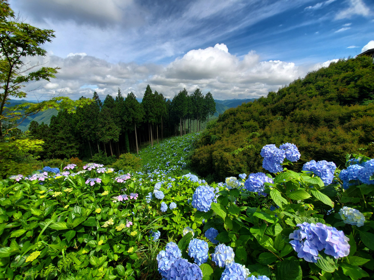 花園あじさい園2026見頃とアクセス！標高千米の絶景と混雑回避術