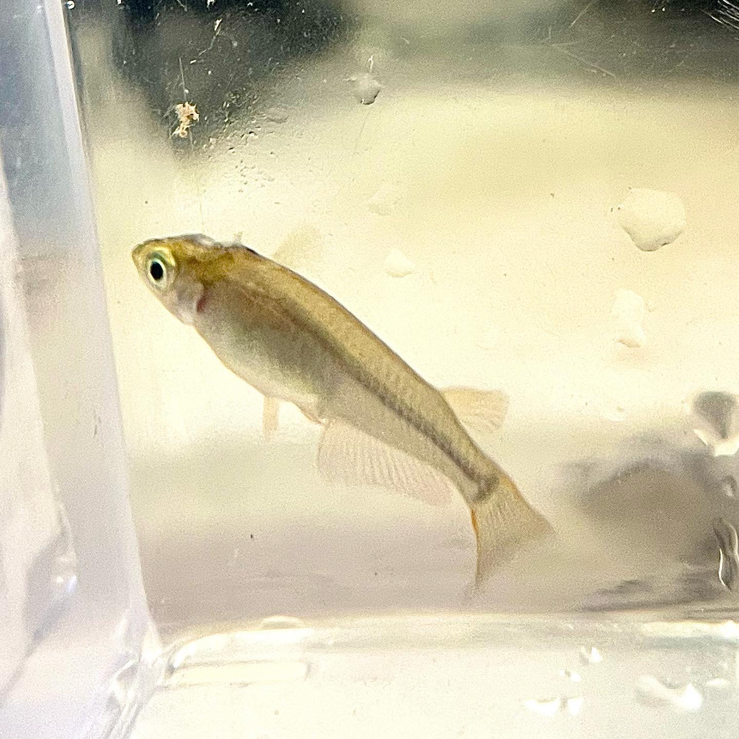メダカの白点病、見落としがちな初期症状と2026年最新の対処法
