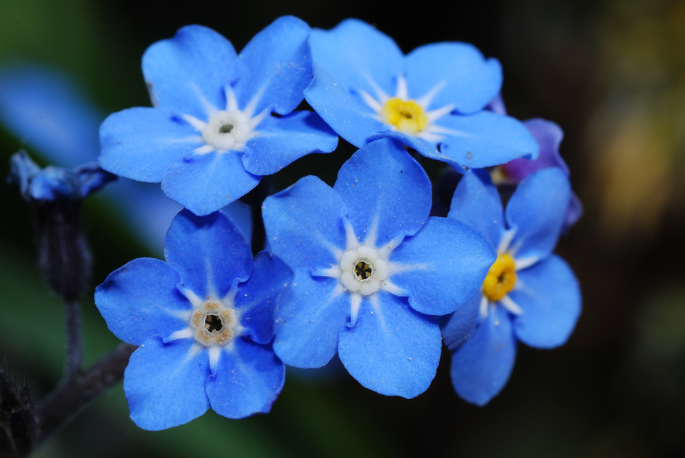 勿忘草の花言葉に怖い意味はある？「私を忘れないで」の由来と色別の真相