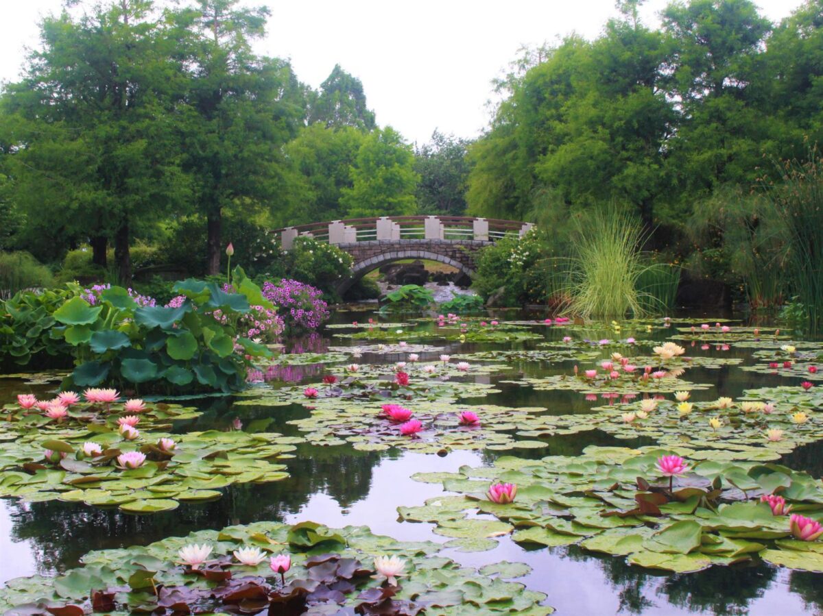 草津市立水生植物公園みずの森の見所と開花状況！2026最新攻略