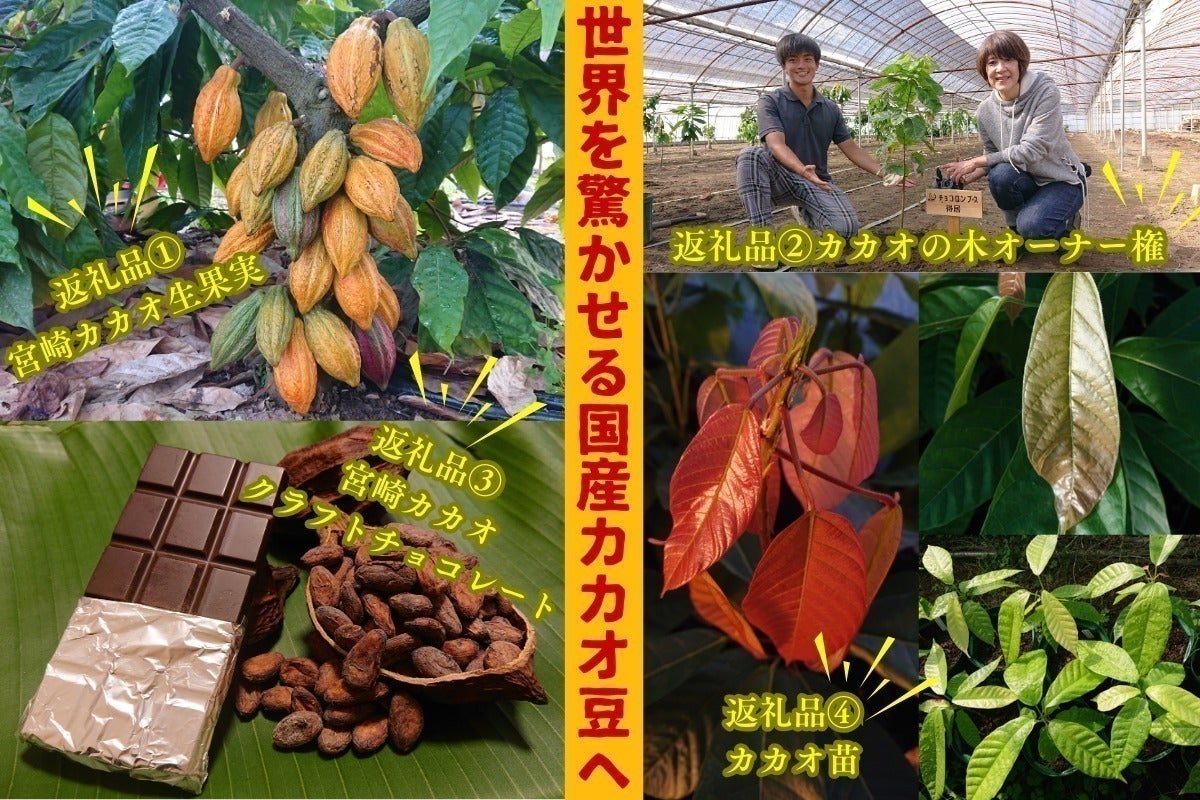 カカオトーク完全退会ガイド！失敗しない最新の解約手順徹底解説