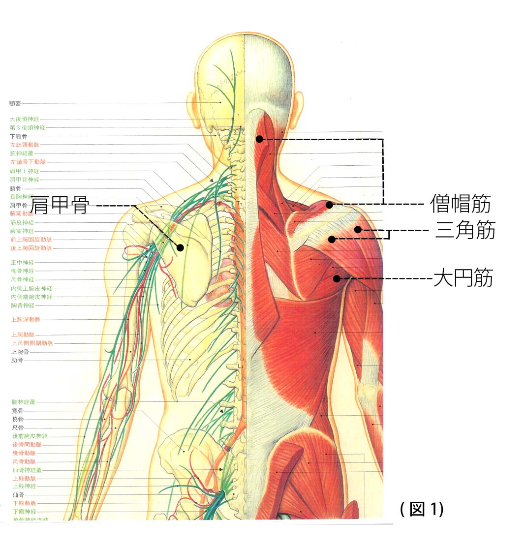 肩の筋肉痛が教える“危険なサイン”｜整形外科医が警鐘を鳴らす見逃せない原因と正しい対処法