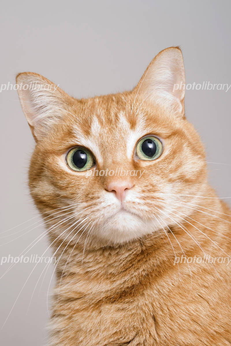 「猫顔」ブームの最新トレンド！魅惑の特徴と話題芸能人を徹底分析