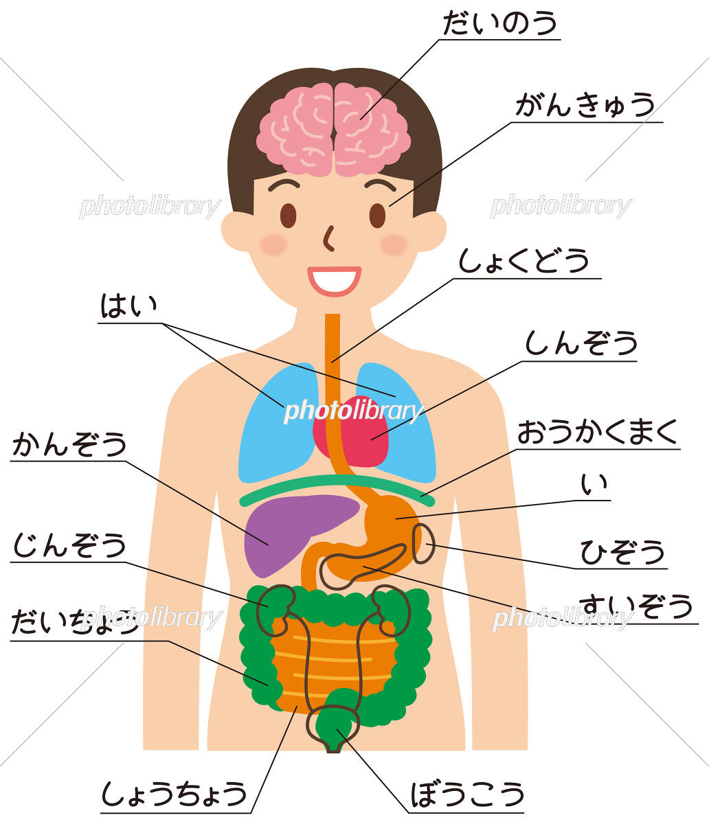 【図解】人体の主要臓器の名前と位置・役割！五臓六腑の仕組み総まとめ