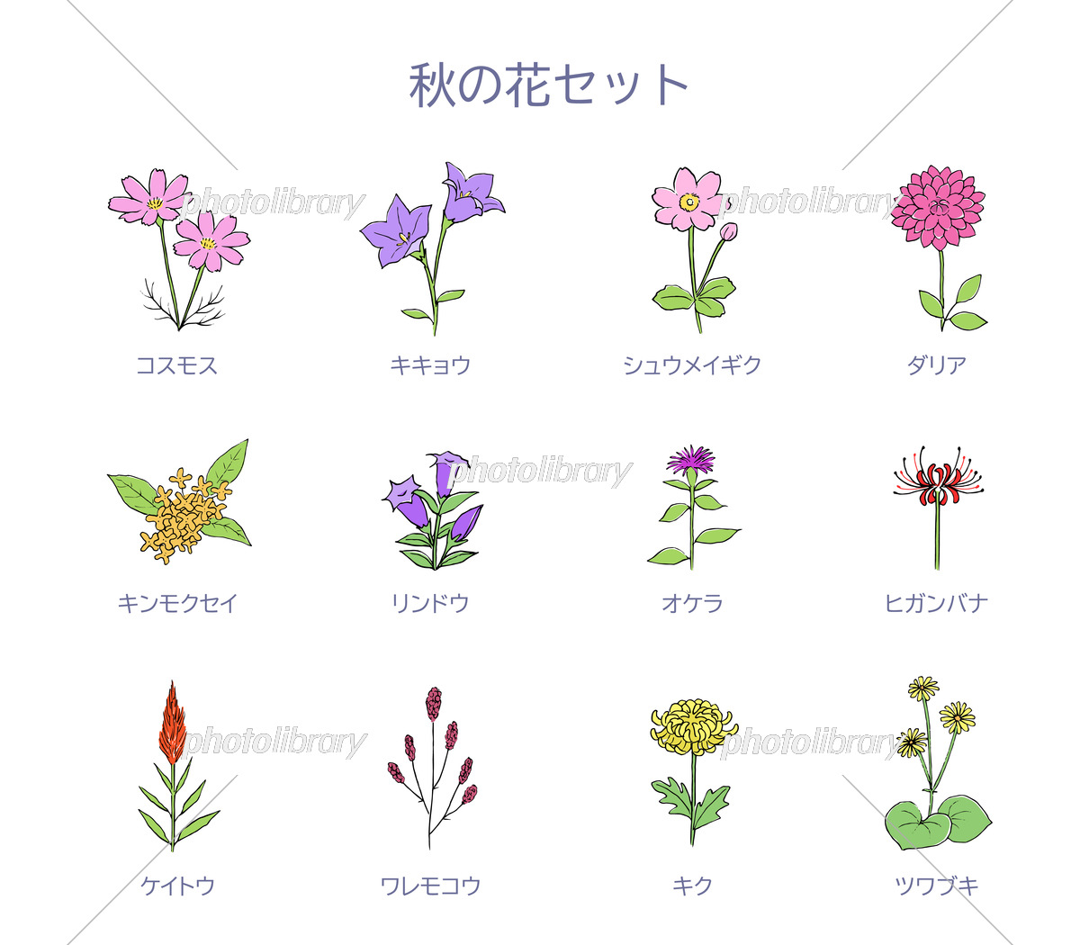 【2026最新】秋の花イラスト特集！無料・商用フリーの人気素材まとめ