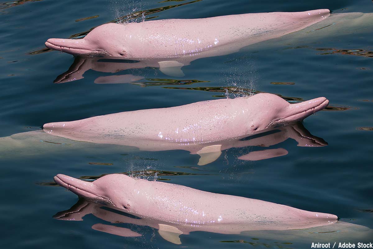 実在するピンクのイルカ！変色の理由と日本の水族館事情を徹底解説