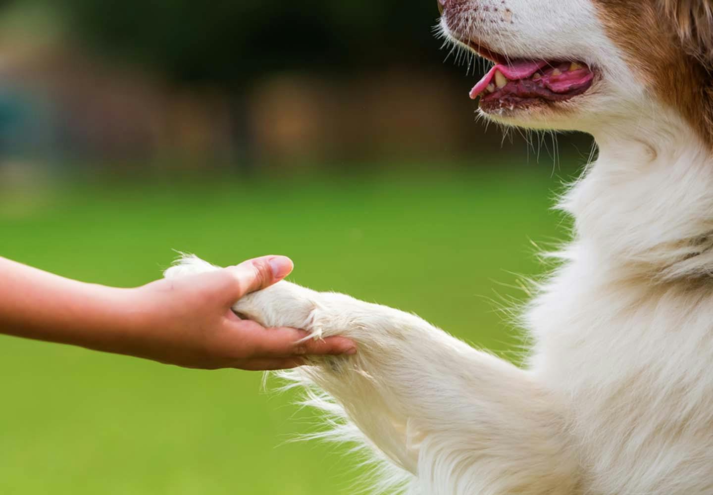犬がお手をする本当の理由とは？プロ直伝の教え方と愛犬の心理を解説