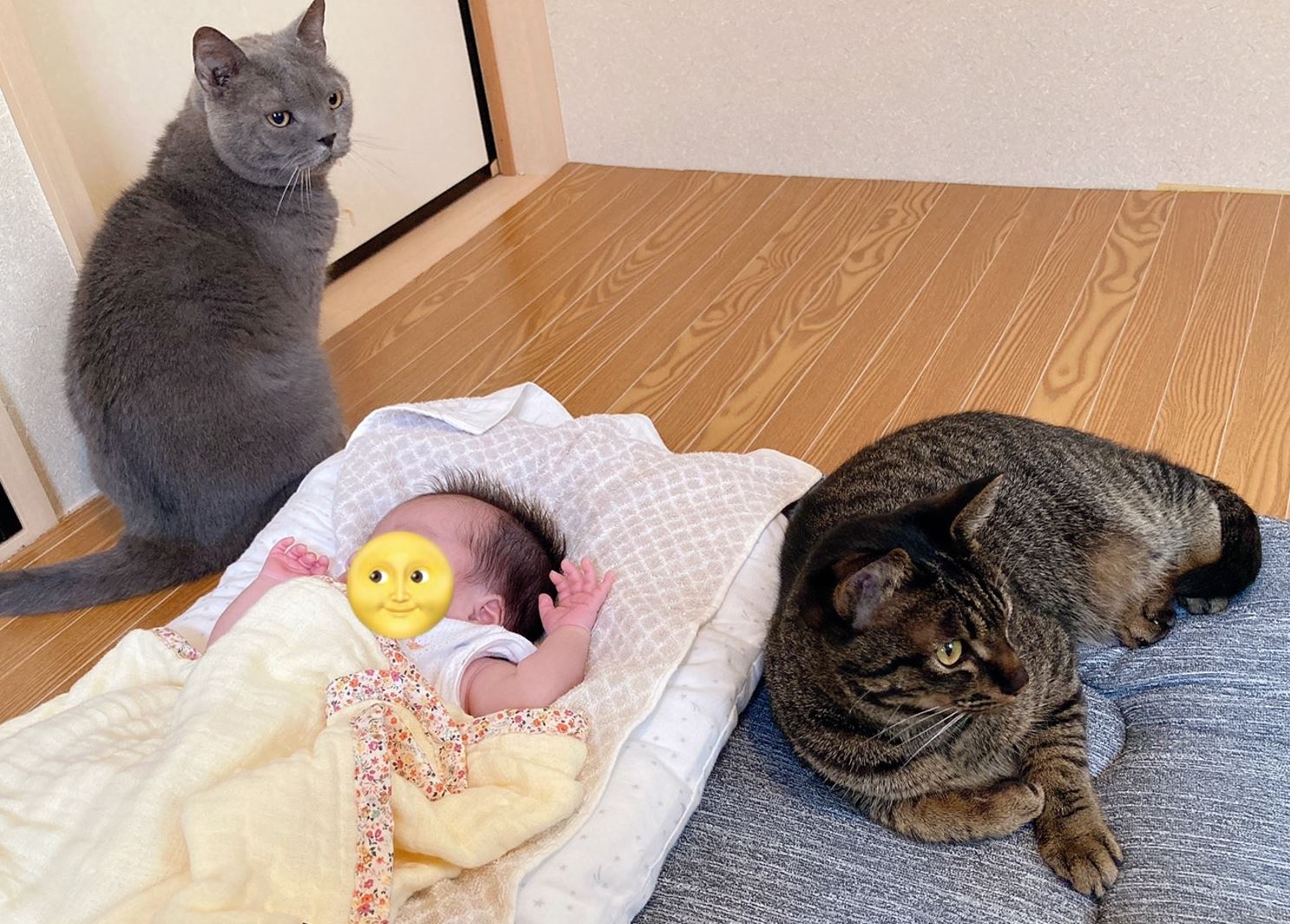 猫と赤ちゃんの同居は本当に危険？噂の真相と2026年最新の安全対策