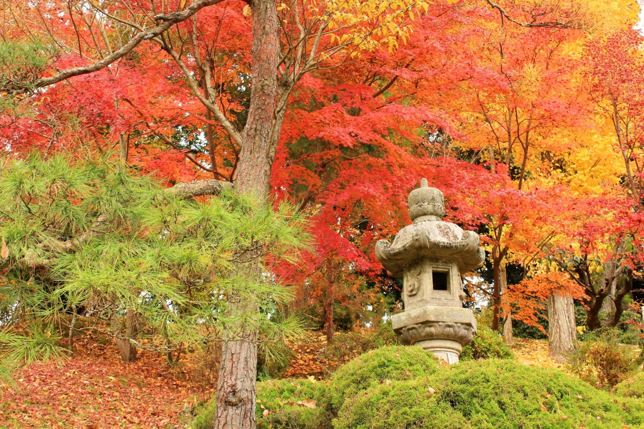 千葉県の紅葉名所2026決定版！日本一遅い見頃と穴場・混雑回避術