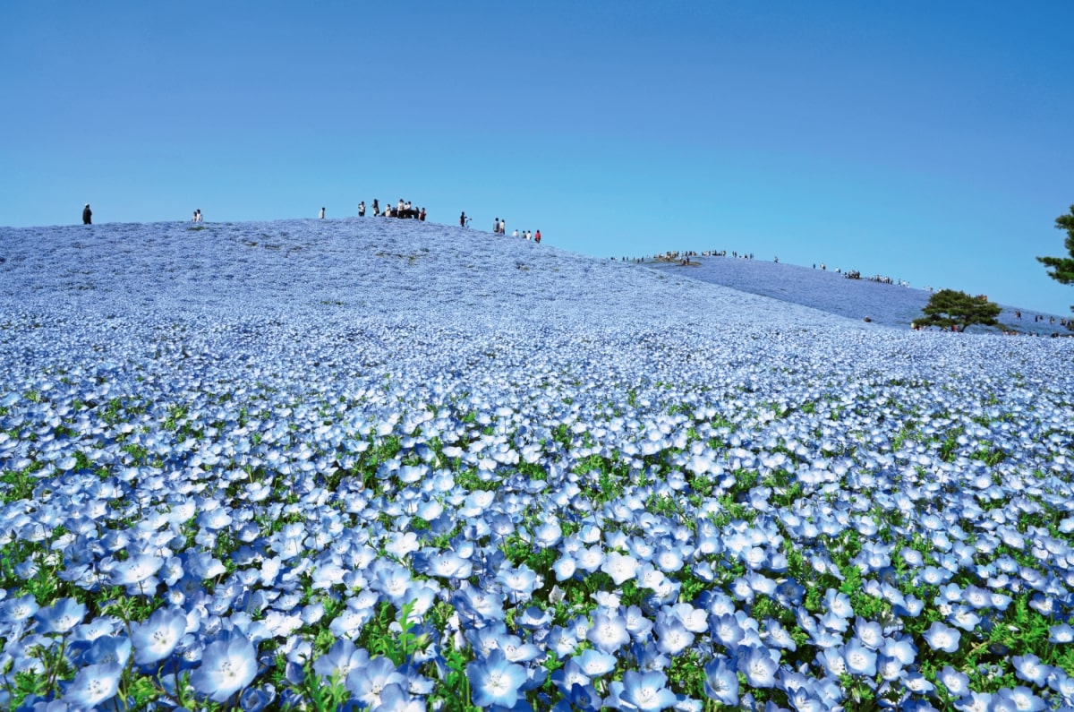 関東で見頃の花名所2026最新！今行くべき絶景＆穴場ガイド