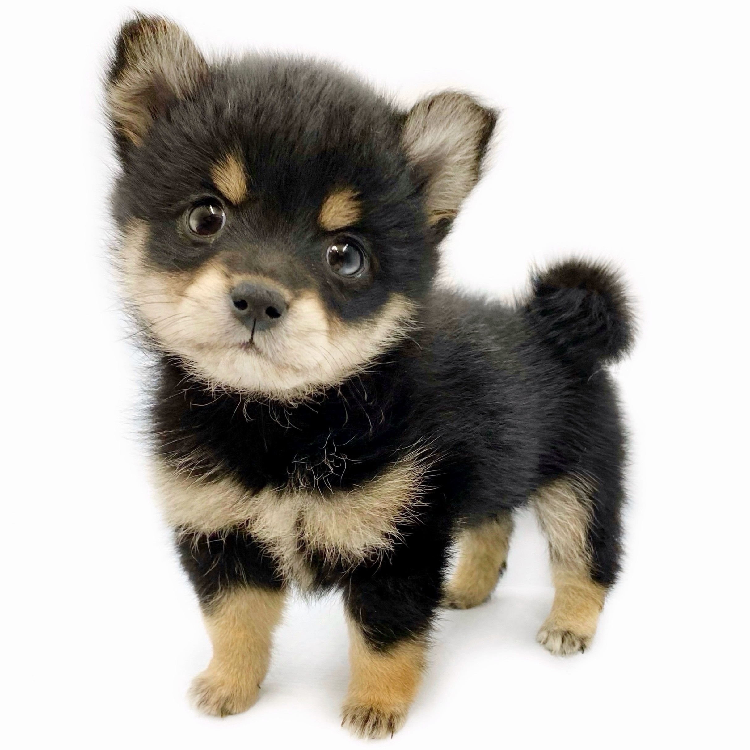 ポメ柴は飼いにくい？後悔の真相と成犬の大きさ・性格・寿命を徹底検証
