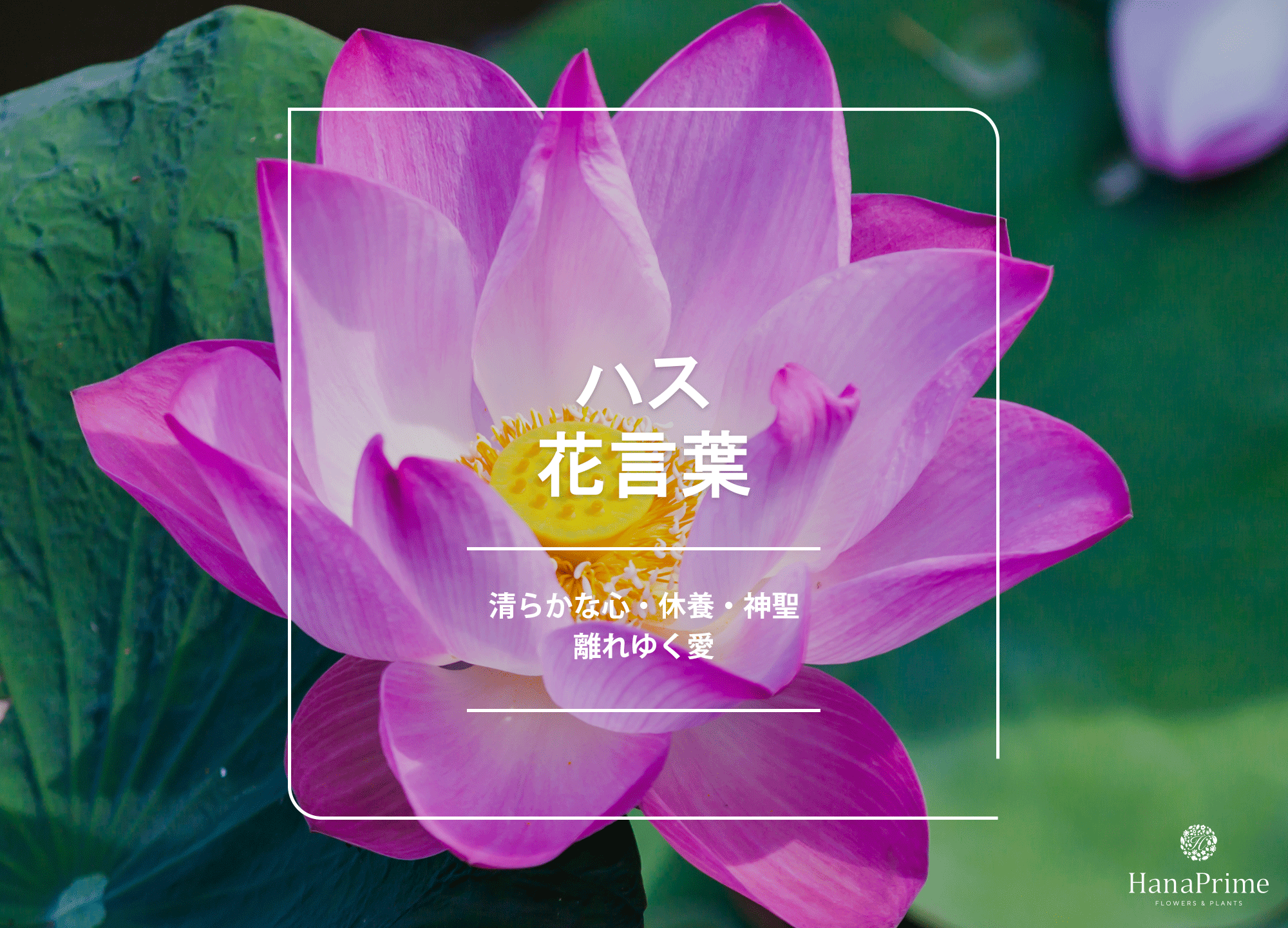 蓮の花言葉に「怖い意味」はある？離れゆく愛の真相と仏教の教え
