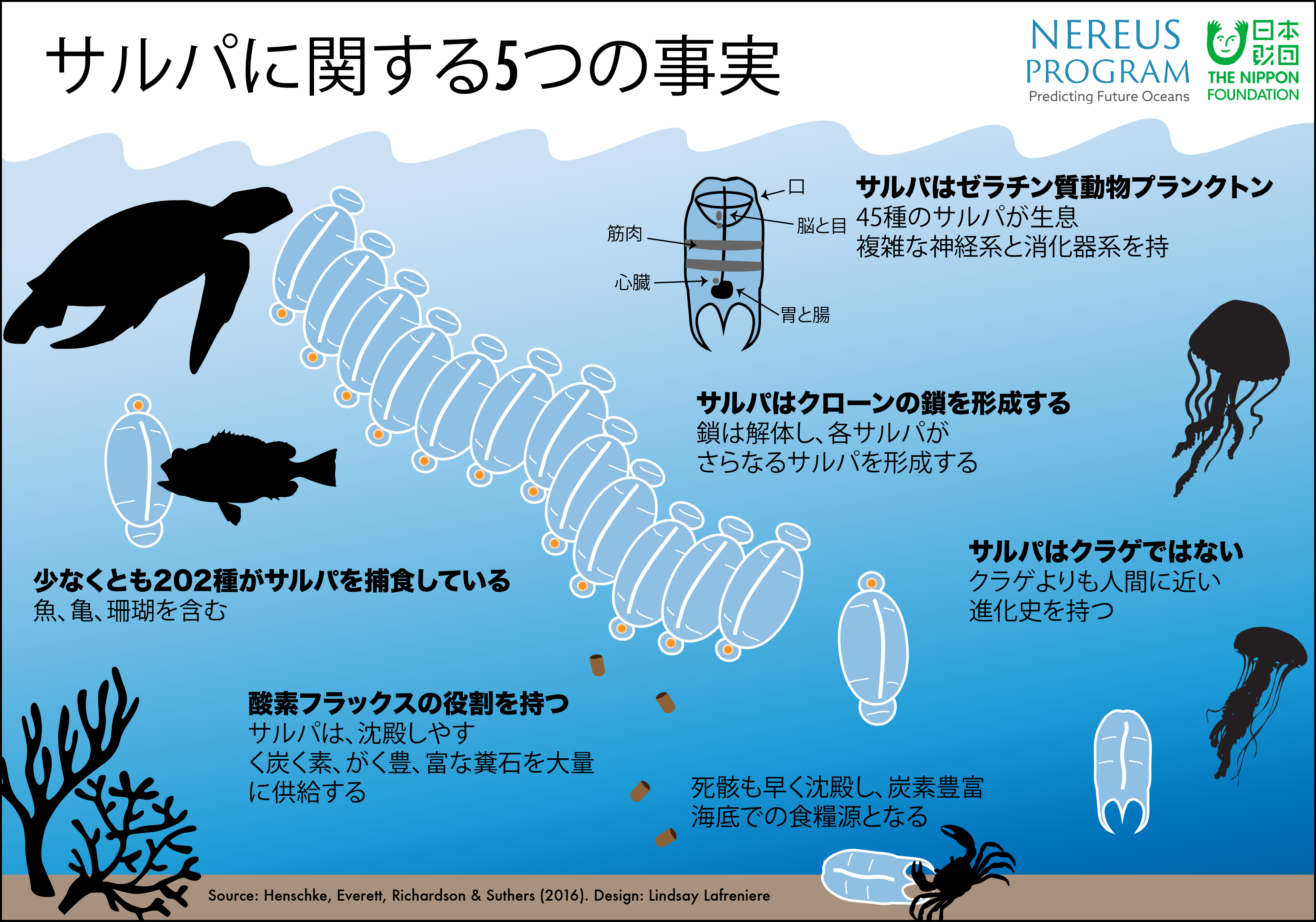 話題のサルパとは？余り食材を美味しく救う魅力と開催ルールを徹底解説