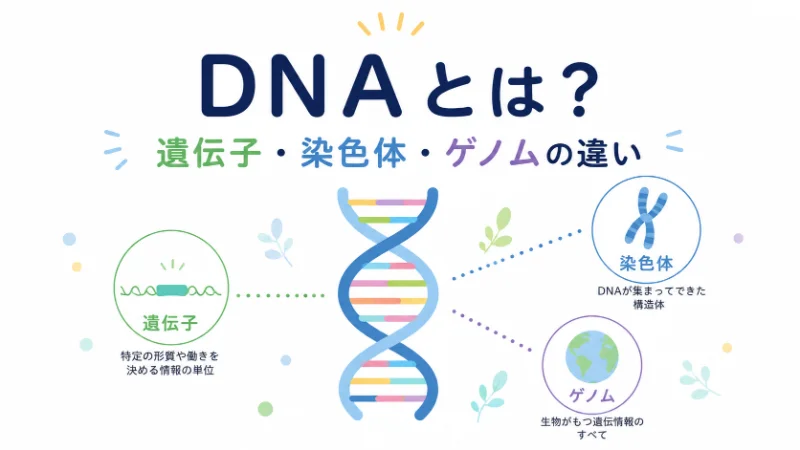 【衝撃】 Dna と 遺伝子 の 違い 最新情報まとめ 2026 #978