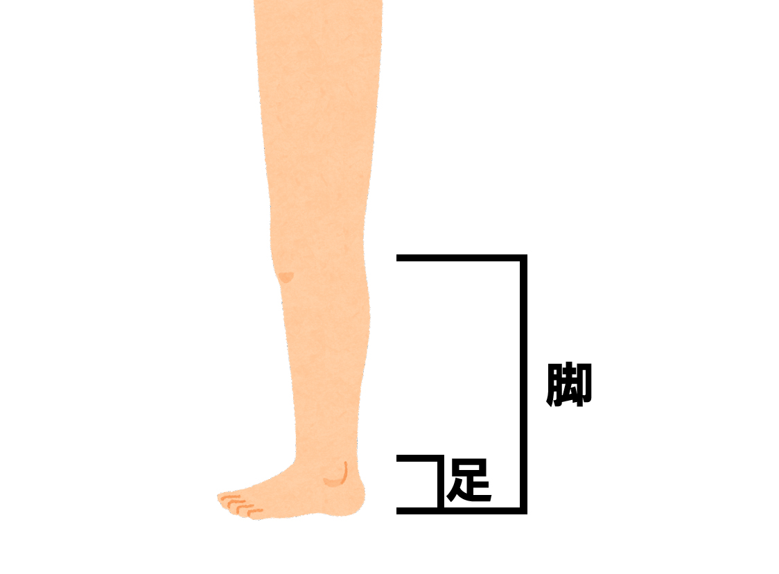 「足」と「脚」の明確な違いとは？部位・英語・家具の使い分け完全ガイド