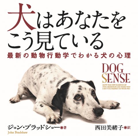 愛犬が震えるその理由。2026年最新の動物行動学が警告する「犬が嫌う音」の真実と、家庭でできる防音対策