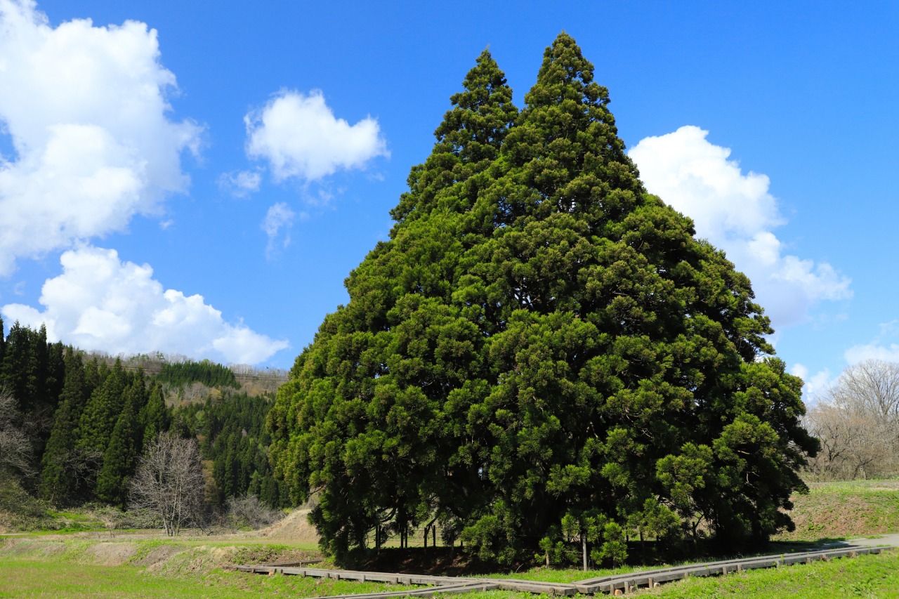ジブリの世界！山形・鮭川村のトトロの木と全国の名所アクセス徹底解説