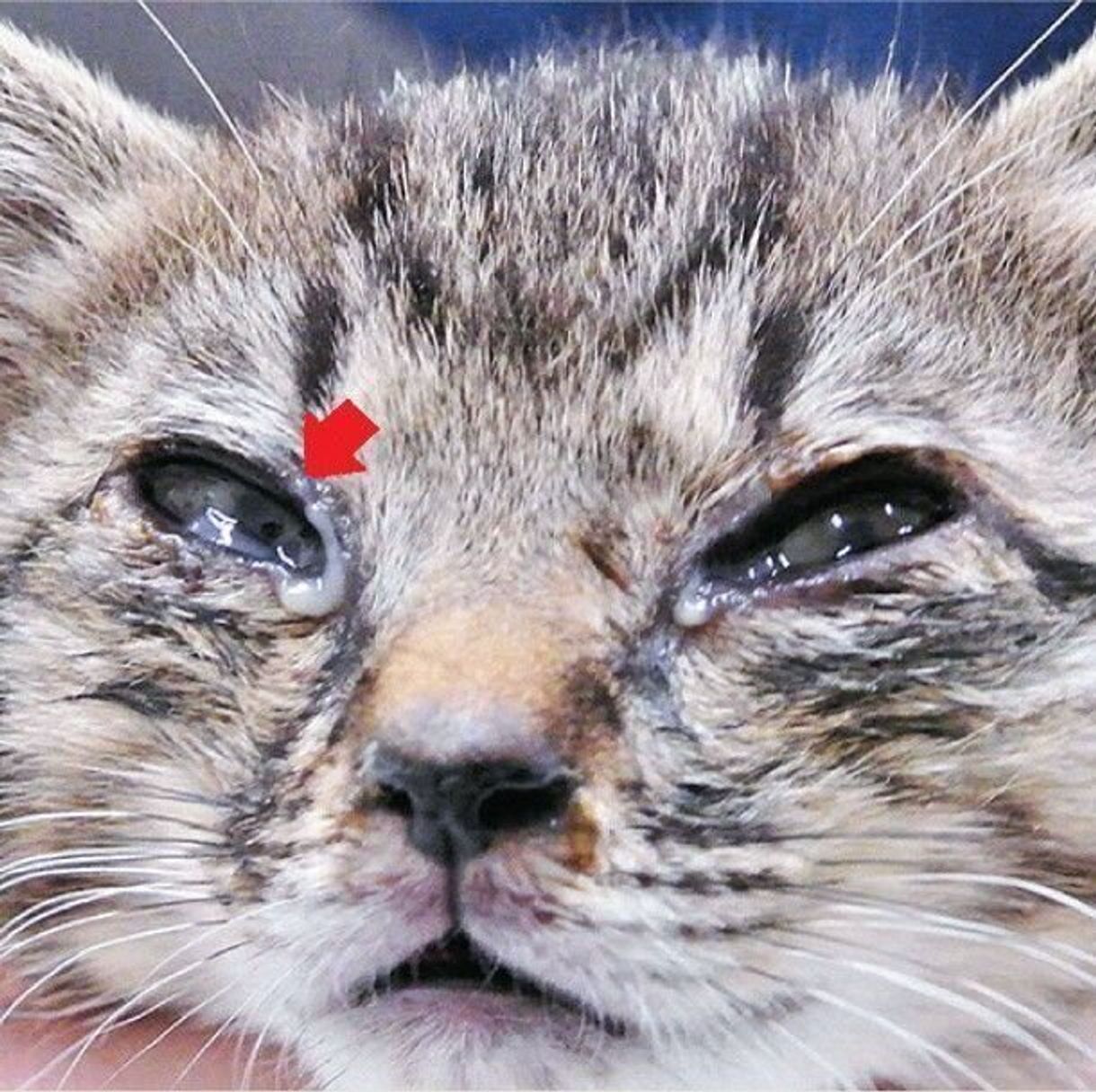 猫の目ヤニの色でわかる病気と危険度！黄色や茶色の原因と正しい対処法
