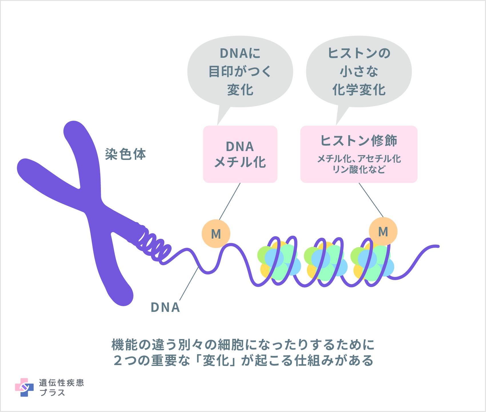 遺伝子のスイッチを操る「エピジェネティクス」が医療を変える